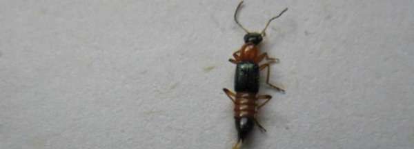 如何用风油精驱赶隐翅虫,隐翅虫的消灭方法图4