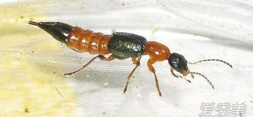 隐翅虫的消灭方法
