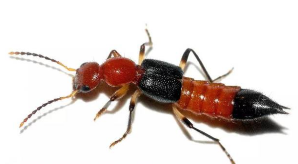 如何用风油精驱赶隐翅虫,隐翅虫的消灭方法图3