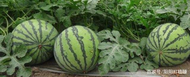 怎样种西瓜,新手怎么种西瓜