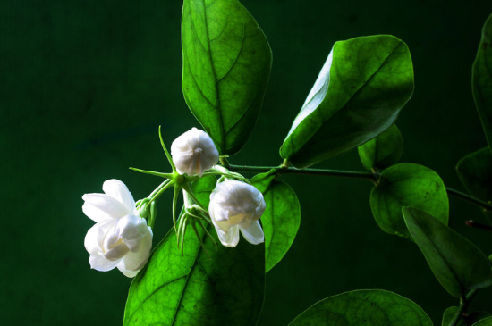 茉莉花怎么养殖(图2)