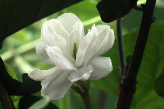 茉莉花怎么养殖(图3)