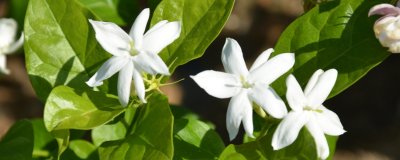 ​茉莉花怎么养殖