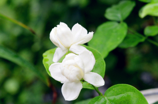 茉莉花怎么养殖(图4)