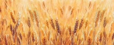 ​麦子收割季节是什么时候 北方麦子是什么季节收割的