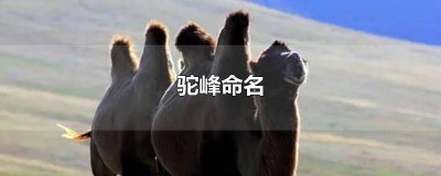 ​驼峰命名法 驼峰命名法规范