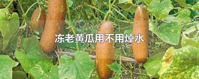 ​黄瓜焯水冷冻保存多久 黄瓜焯水冷冻保存能放多久