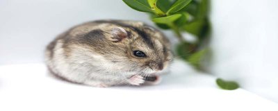 ​蜜袋鼯能吃石榴吗