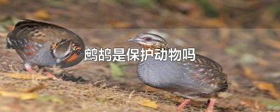 ​鹧鸪是保护动物吗