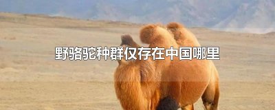 ​野骆驼种群仅存在中国哪里