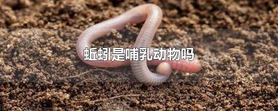 ​蚯蚓是哺乳动物吗