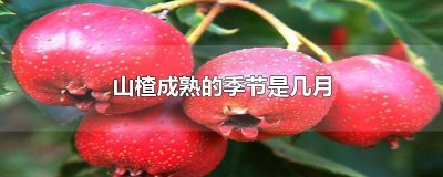 ​山楂成熟的季节是几月
