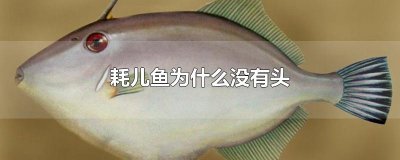​耗儿鱼为什么没有头