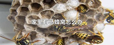 ​家里有马蜂窝是什么 家里有马蜂窝的预兆是什么 又有什么说法