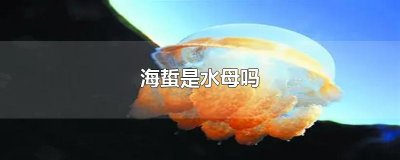 ​海蜇是水母吗