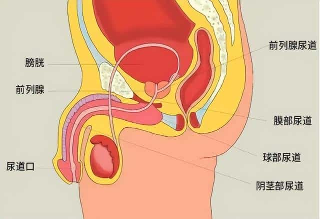 如何判断自己前列腺炎位置(1怎么找0的前列腺位置)