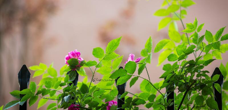 玉皇大帝历劫的故事(玉皇大帝经历了多少劫难)