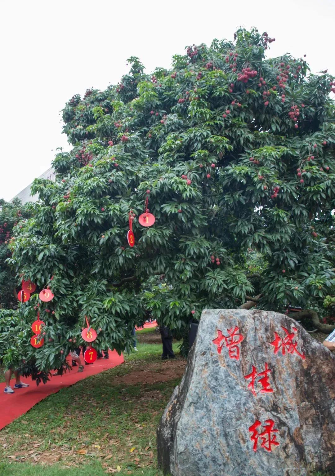 妃子笑荔枝的由来骑红尘妃子笑(一骑红尘妃子笑荔枝从哪里来)