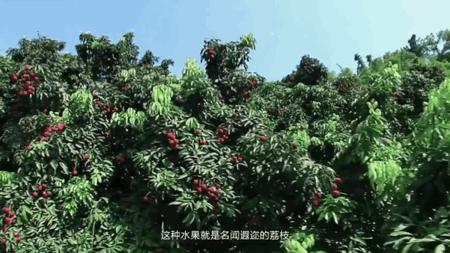 妃子笑荔枝的由来骑红尘妃子笑(一骑红尘妃子笑荔枝从哪里来)