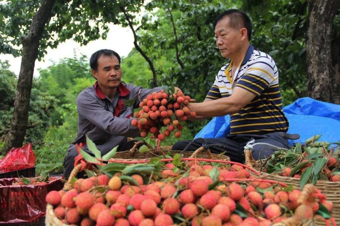 妃子笑荔枝的由来骑红尘妃子笑(一骑红尘妃子笑荔枝从哪里来)
