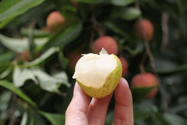 妃子笑荔枝的由来骑红尘妃子笑(一骑红尘妃子笑荔枝从哪里来)