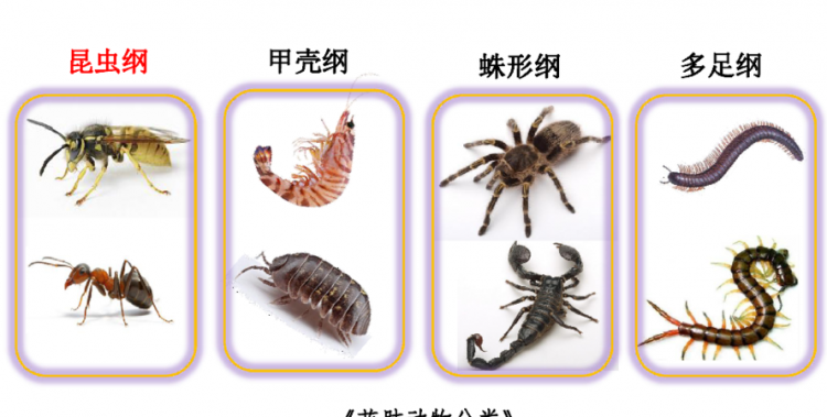 节肢动物具有的特点是什么