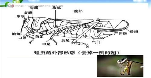 节肢动物的特征举一两个例子说明原因