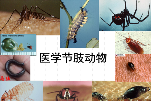 节肢动物的主要特征有哪些?