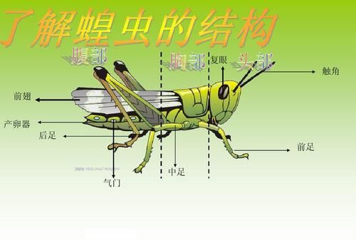 节肢动物的特征