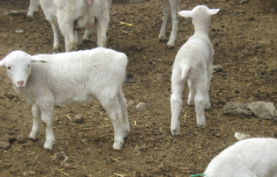 大象、小猫、燕子、羊、老鼠的尾巴像什么是什么样子