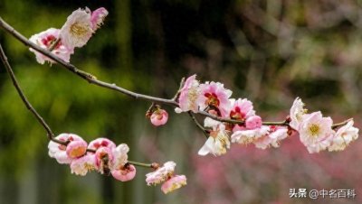 ​快来看！梅花到底啥时候开，答案全在这儿！