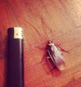 ​南方的蟑螂有多大,北方蟑螂和南方蟑螂有什么区别