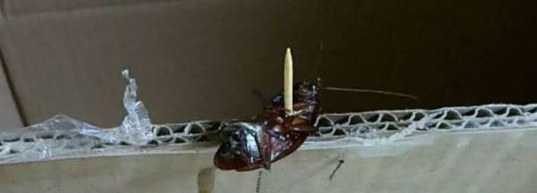 南方的蟑螂有多大,北方蟑螂和南方蟑螂有什么区别图3