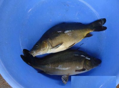 ​裸鲤鱼和鲤鱼的区别（裸鲤鱼是什么鱼和鲤鱼一样吗）