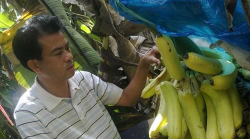 海南的香蕉为什么是青色呢