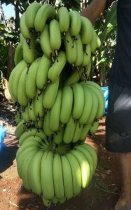 ​海南香蕉产地，海南与云南的香蕉的不同，地理？