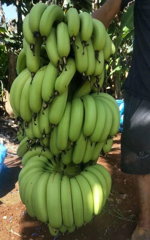 海南与云南的香蕉的不同,地理