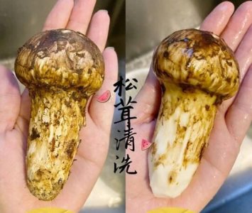 ​松茸如何保存和清洗,新鲜松茸怎么清洗和保存
