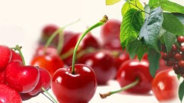 樱桃汁怎么洗掉