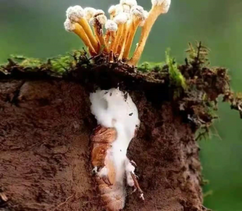 ​竹海金蝉花什么功效(金蝉花生长在什么地方)