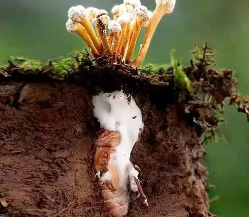 你家竹林里有没有金蝉花,快去挖吧,一斤可卖两百多块呢