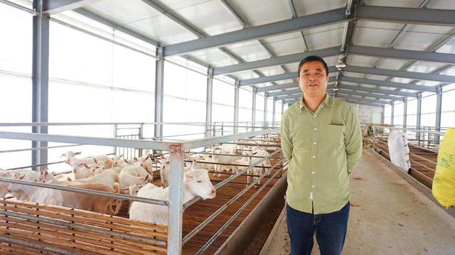 白山羊优缺点分析（崇明白山羊又得了国家级奖项）(1)