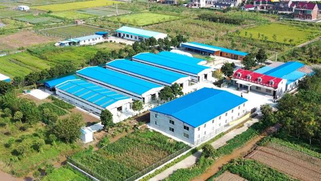 白山羊优缺点分析（崇明白山羊又得了国家级奖项）(5)