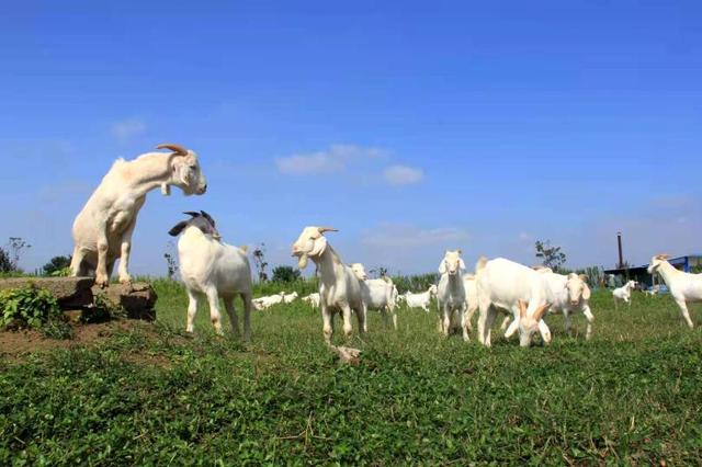 白山羊优缺点分析（崇明白山羊又得了国家级奖项）(2)