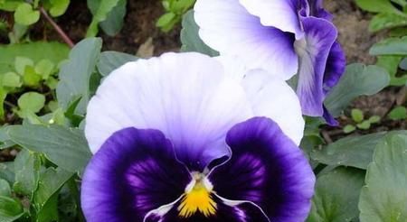 三色堇在美国的寓意和花语