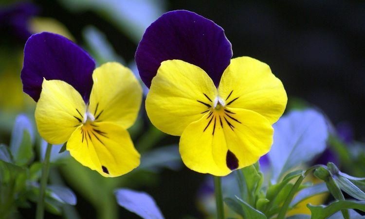 三色堇的花语是什么