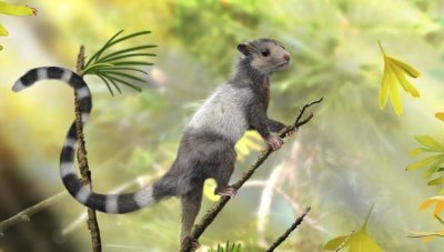 ​哺乳类动物，常见的哺乳类动物有哪些？