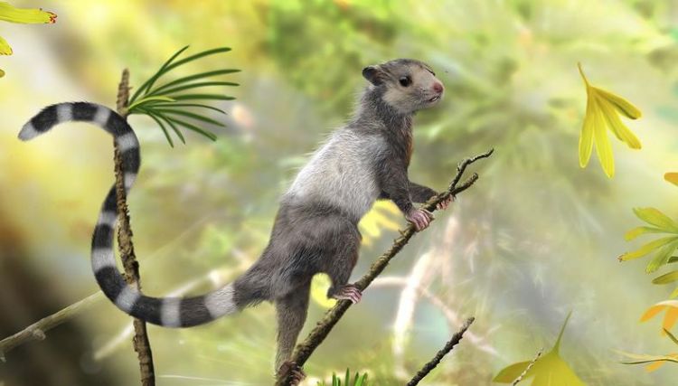 常见的哺乳类动物有哪些