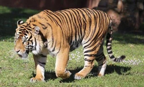 哺乳类动物有多少种啊