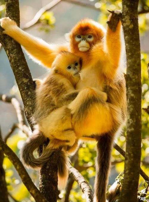 哺乳动物有哪些分别适应的环境在哪儿